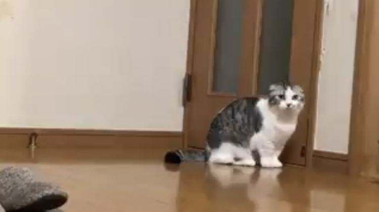 動物,犬,猫,しつけ,飼い方,育て方,病気,健康