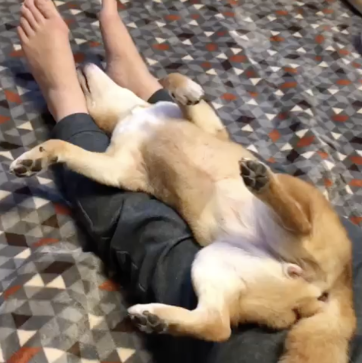 動物,犬,猫,しつけ,飼い方,育て方,病気,健康