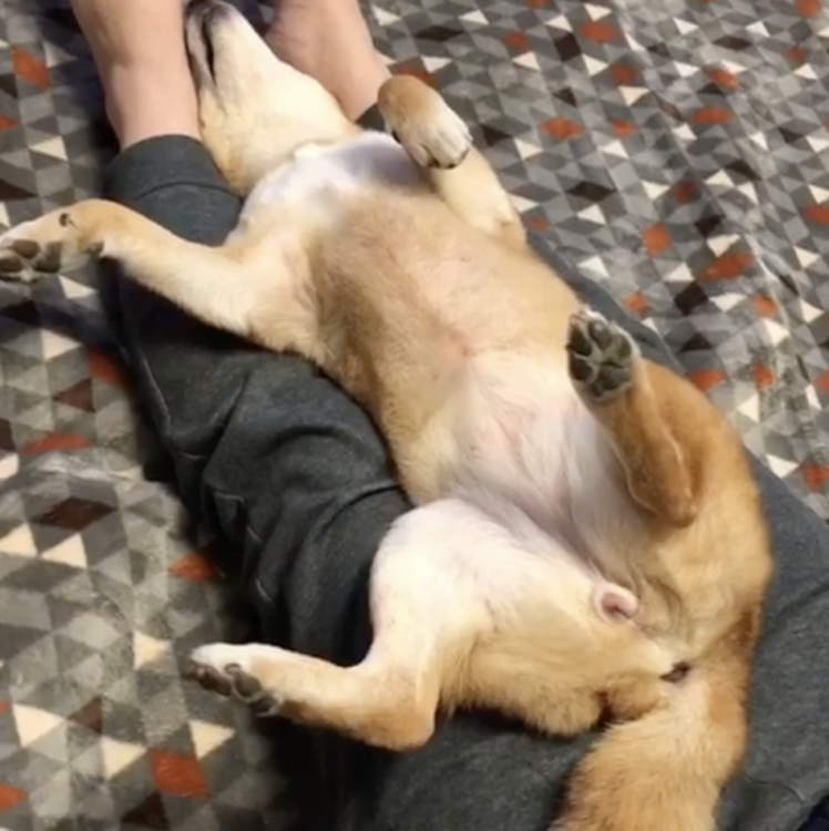 動物,犬,猫,しつけ,飼い方,育て方,病気,健康
