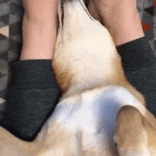 動物,犬,猫,しつけ,飼い方,育て方,病気,健康