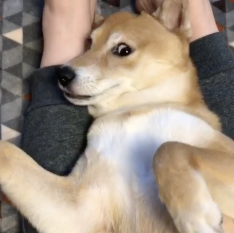 動物,犬,猫,しつけ,飼い方,育て方,病気,健康