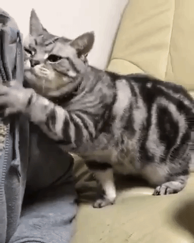 動物,犬,猫,しつけ,飼い方,育て方,病気,健康