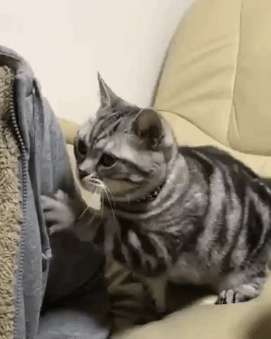 動物,犬,猫,しつけ,飼い方,育て方,病気,健康