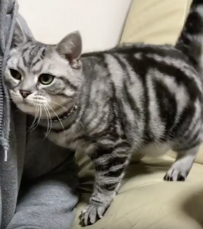 動物,犬,猫,しつけ,飼い方,育て方,病気,健康