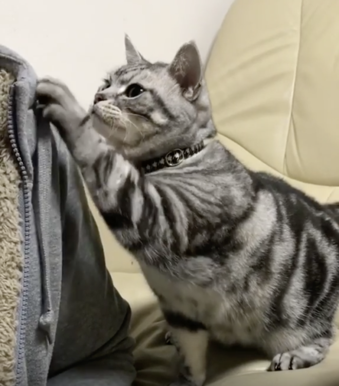 動物,犬,猫,しつけ,飼い方,育て方,病気,健康