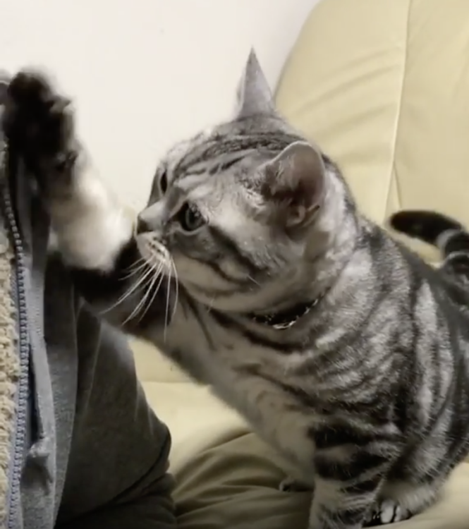 動物,犬,猫,しつけ,飼い方,育て方,病気,健康