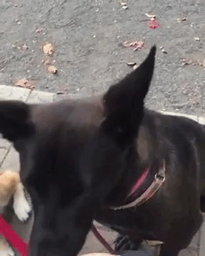 動物,犬,猫,しつけ,飼い方,育て方,病気,健康