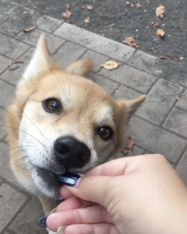 動物,犬,猫,しつけ,飼い方,育て方,病気,健康