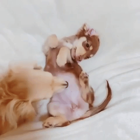 動物,犬,猫,しつけ,飼い方,育て方,病気,健康