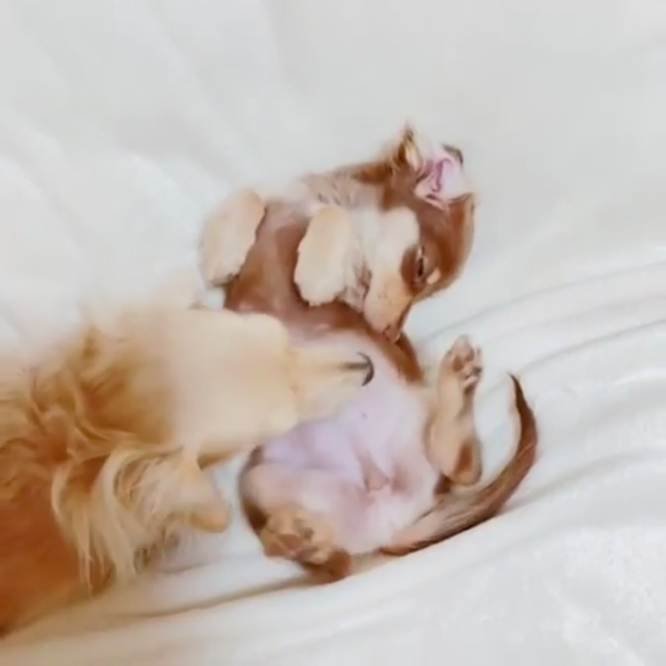 動物,犬,猫,しつけ,飼い方,育て方,病気,健康