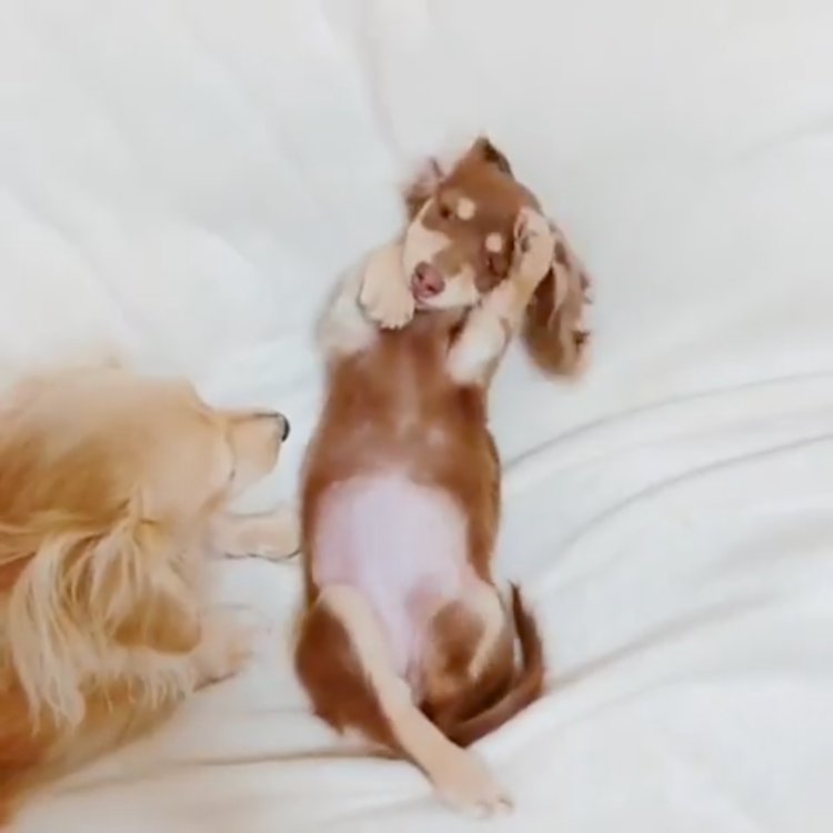 動物,犬,猫,しつけ,飼い方,育て方,病気,健康