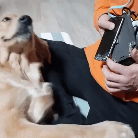 動物,犬,猫,しつけ,飼い方,育て方,病気,健康