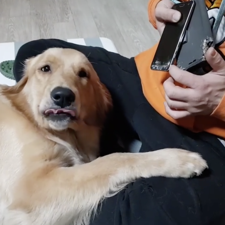 動物,犬,猫,しつけ,飼い方,育て方,病気,健康