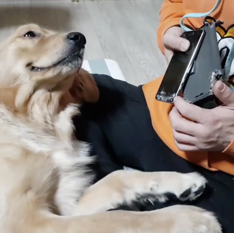 動物,犬,猫,しつけ,飼い方,育て方,病気,健康