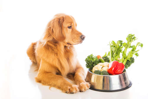 動物,犬,猫,しつけ,飼い方,育て方,病気,健康