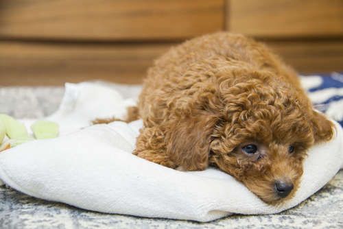 動物,犬,猫,しつけ,飼い方,育て方,病気,健康