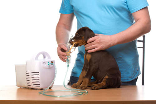 動物,犬,猫,しつけ,飼い方,育て方,病気,健康