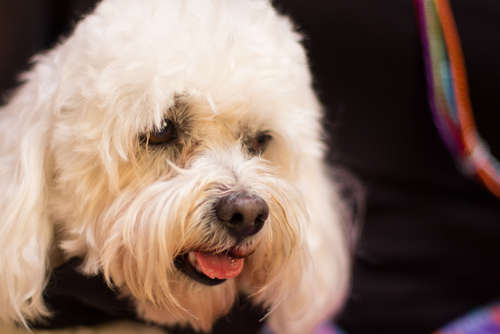 動物,犬,猫,しつけ,飼い方,育て方,病気,健康