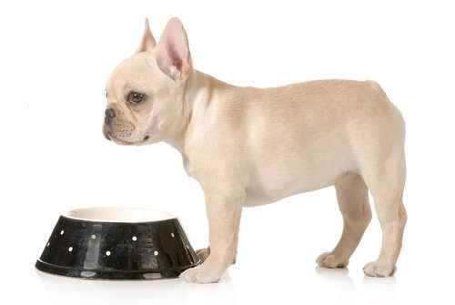動物,犬,猫,しつけ,飼い方,育て方,病気,健康