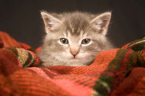 動物,犬,猫,しつけ,飼い方,育て方,病気,健康