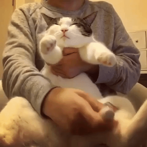 動物,犬,猫,しつけ,飼い方,育て方,病気,健康