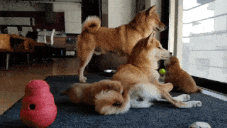 動物,犬,猫,しつけ,飼い方,育て方,病気,健康