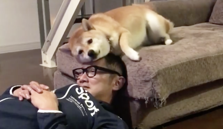 【愛を込めてマッサージ♡】大好きなパパの頭をペロペロしていた柴犬。しかし、愛が溢れ出した結果 …笑