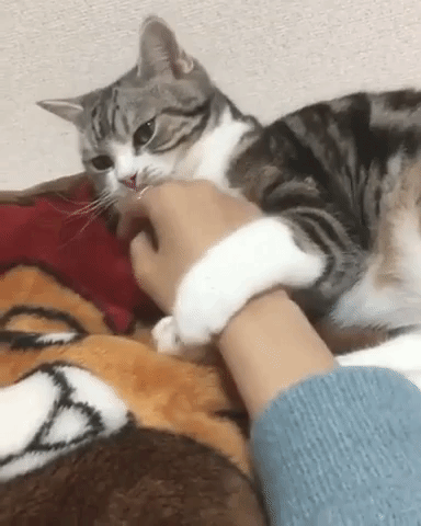 動物,犬,猫,しつけ,飼い方,育て方,病気,健康