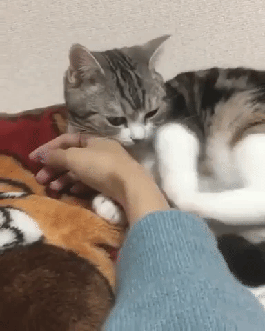 動物,犬,猫,しつけ,飼い方,育て方,病気,健康