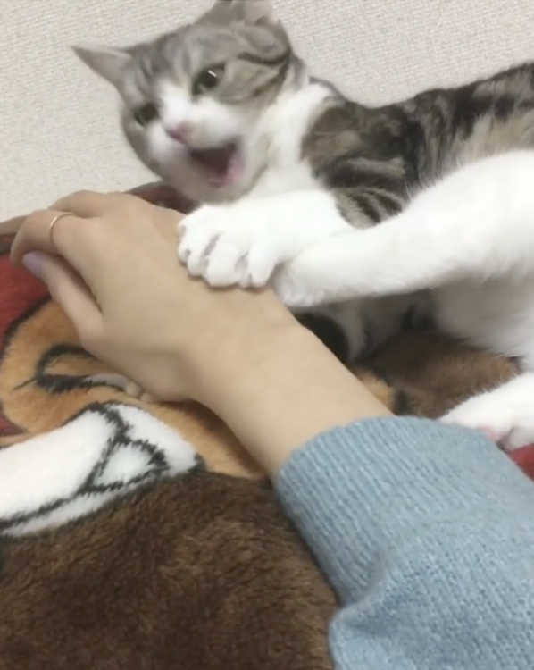 動物,犬,猫,しつけ,飼い方,育て方,病気,健康