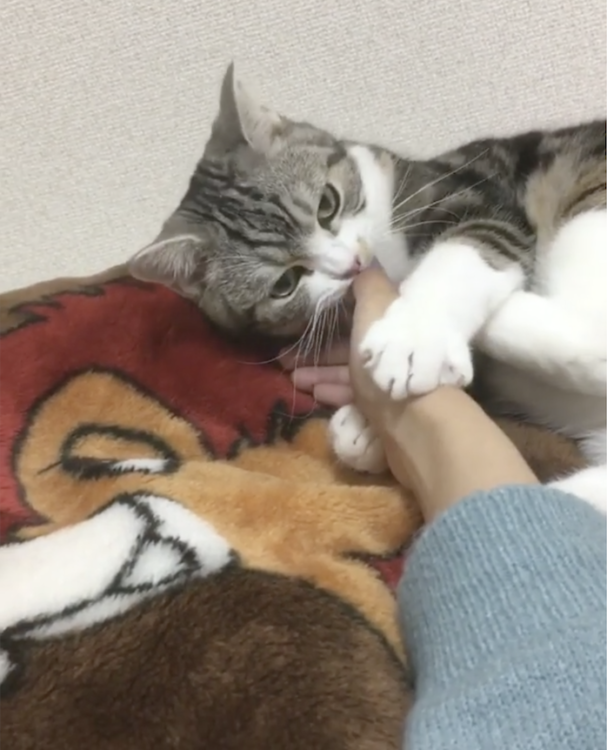 動物,犬,猫,しつけ,飼い方,育て方,病気,健康