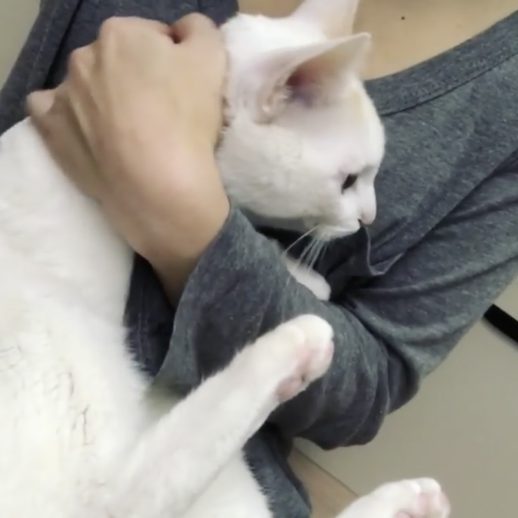 動物,犬,猫,しつけ,飼い方,育て方,病気,健康
