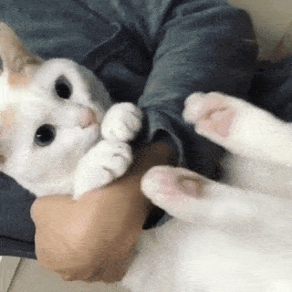 動物,犬,猫,しつけ,飼い方,育て方,病気,健康