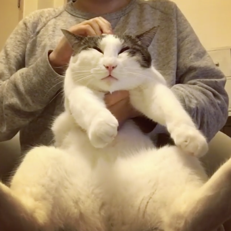 動物,犬,猫,しつけ,飼い方,育て方,病気,健康
