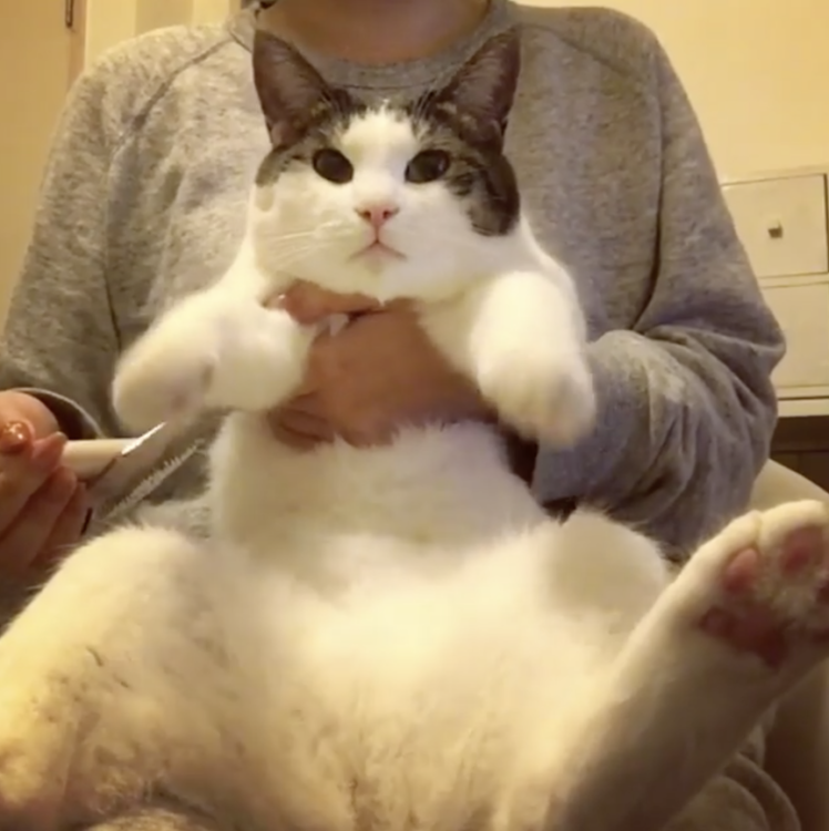 動物,犬,猫,しつけ,飼い方,育て方,病気,健康