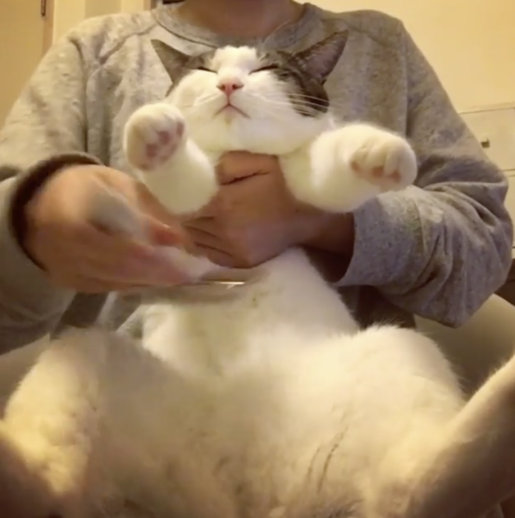 動物,犬,猫,しつけ,飼い方,育て方,病気,健康