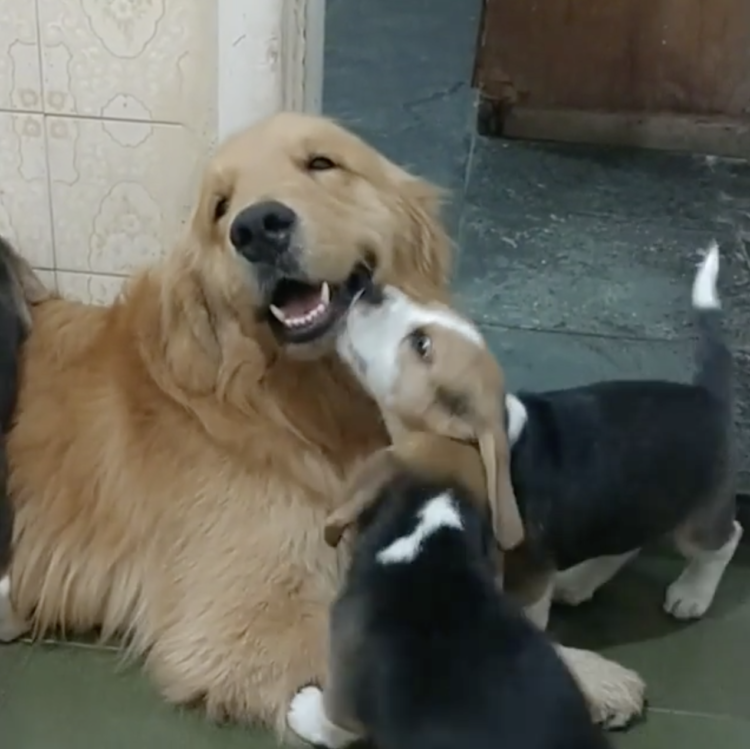 動物,犬,猫,しつけ,飼い方,育て方,病気,健康