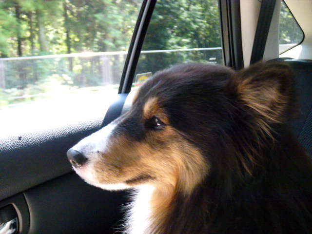 動物,犬,猫,しつけ,飼い方,育て方,病気,健康