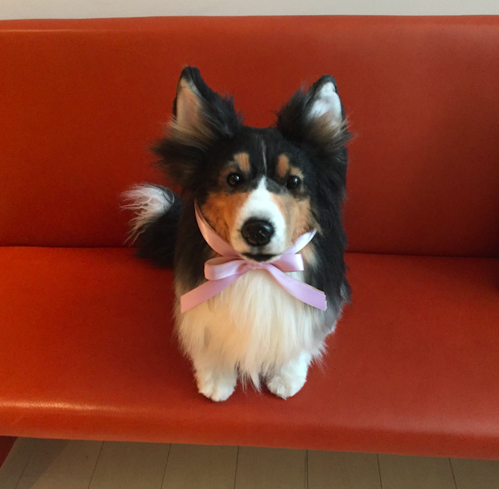 動物,犬,猫,しつけ,飼い方,育て方,病気,健康