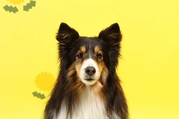 動物,犬,猫,しつけ,飼い方,育て方,病気,健康