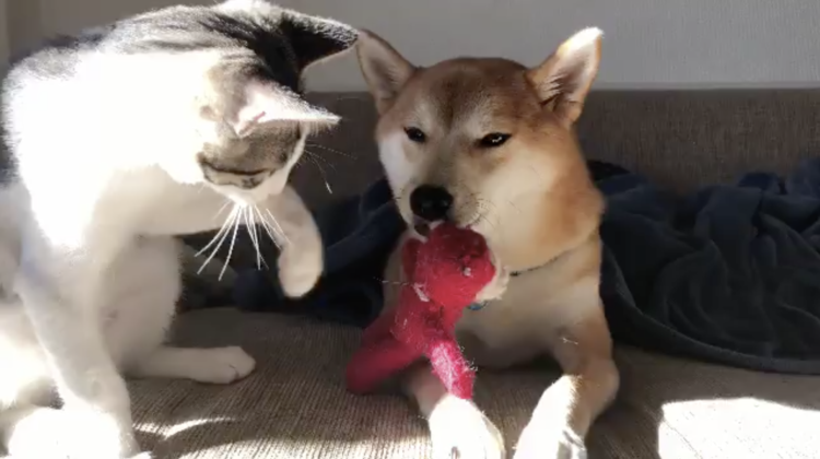 動物,犬,猫,しつけ,飼い方,育て方,病気,健康