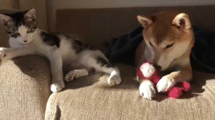 動物,犬,猫,しつけ,飼い方,育て方,病気,健康