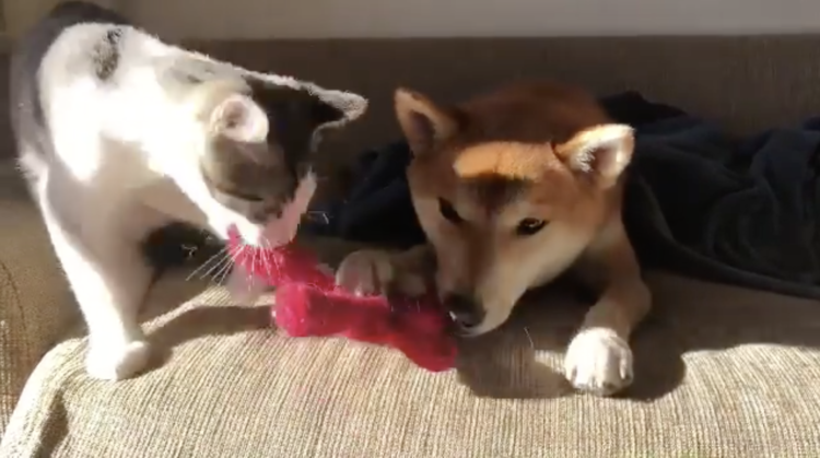 動物,犬,猫,しつけ,飼い方,育て方,病気,健康