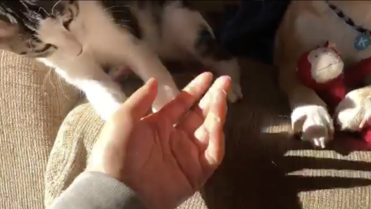 動物,犬,猫,しつけ,飼い方,育て方,病気,健康