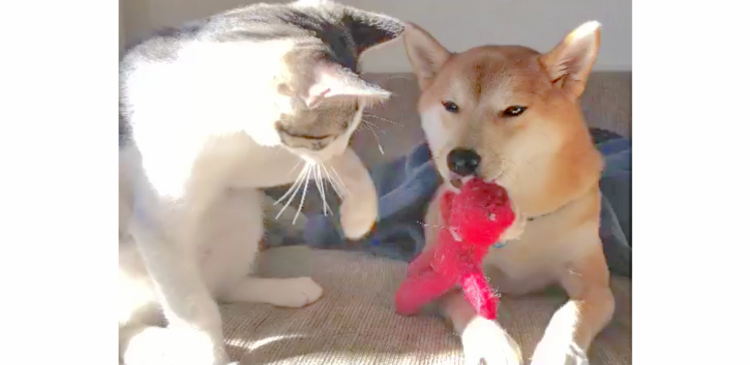 おもちゃが欲しいネコと、渡したくないワンコ♪ 2匹の可愛らしいやり取りに、ほっこり(*´ω`*)