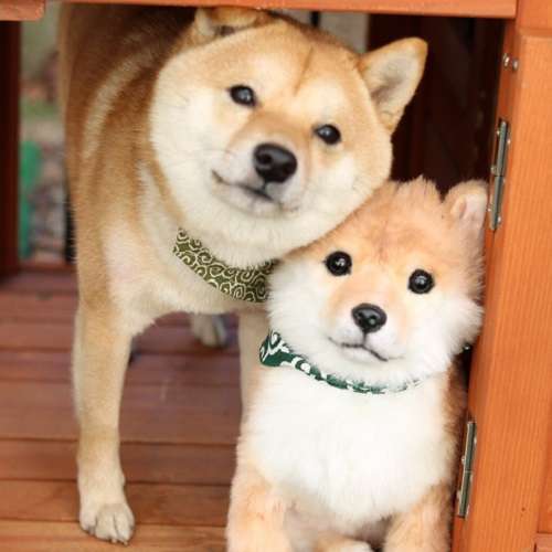 動物,犬,猫,しつけ,飼い方,育て方,病気,健康