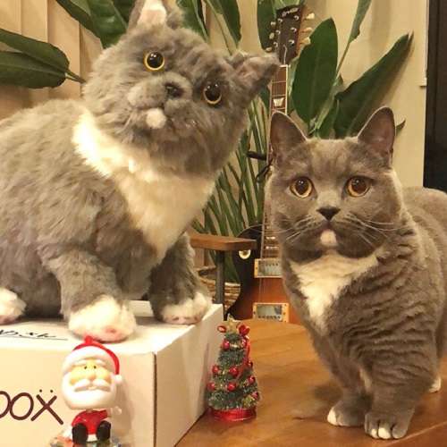 動物,犬,猫,しつけ,飼い方,育て方,病気,健康