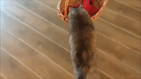 動物,犬,猫,しつけ,飼い方,育て方,病気,健康