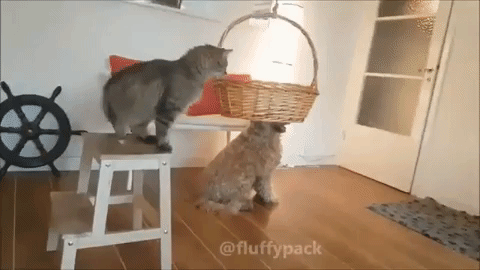 動物,犬,猫,しつけ,飼い方,育て方,病気,健康