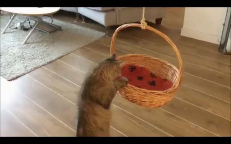 動物,犬,猫,しつけ,飼い方,育て方,病気,健康